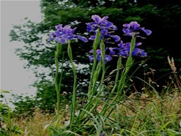 Iris pyrenaica 604
