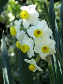 Narcissus cordubensis  8807.jpg